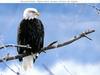 Bald Eagle (Haliaeetus leucocephalus) perched