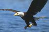 Bald Eagle (Haliaeetus leucocephalus) hunting flight
