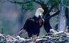 Bald Eagle (Haliaeetus leucocephalus) and chicks in nest