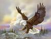 [Animal Art] Bald Eagle (Haliaeetus leucocephalus) hunting flight