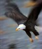 Bald Eagle (Haliaeetus leucocephalus) in flight
