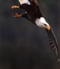 Bald Eagle (Haliaeetus leucocephalus) dropping flight
