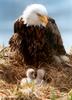 Bald Eagle (Haliaeetus leucocephalus) and chicks in nest
