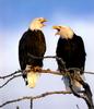 Bald Eagle (Haliaeetus leucocephalus) calling pair
