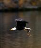Bald Eagle (Haliaeetus leucocephalus) in flight with salmon