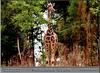 Reticulated Giraffe (Giraffa camelopardalis reticulata) - Pine Mountain Wild Animal Park