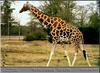 Reticulated Giraffe (Giraffa camelopardalis reticulata) - Jackson Zoological Park
