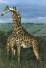 Giraffe (Giraffa camelopardalis) pair - hugging necks