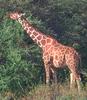 Giraffe (Giraffa camelopardalis) grazing leaves