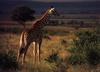 Giraffe (Giraffa camelopardalis) by Claudia-Adams