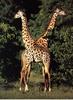 Giraffe (Giraffa camelopardalis) pair by Wolfgang Kaehler
