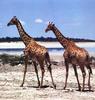 Giraffe (Giraffa camelopardalis) pair by Craig Brandt