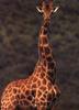 Giraffe (Giraffa camelopardalis) by Craig Brandt