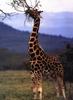Reticulated Giraffe (Giraffa camelopardalis reticulata) by Craig Brandt