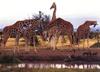 Giraffe (Giraffa camelopardalis) herd by Claudia Adams