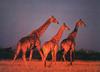 Giraffe (Giraffa camelopardalis) marching herd by Frans Lanting
