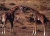 Giraffe (Giraffa camelopardalis) greeting juveniles by Daniel J. Cox