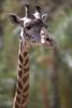 Giraffe (Giraffa camelopardalis) head