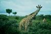 Giraffe (Giraffa camelopardalis) in bush