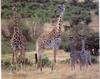 Giraffe (Giraffa camelopardalis) mother and babies