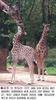 Giraffe (Giraffa camelopardalis) father and twin sisters