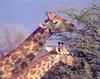Giraffe (Giraffa camelopardalis) pair eating Acacia leaves