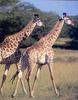 Giraffe (Giraffa camelopardalis) pair