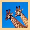 Giraffe (Giraffa camelopardalis) pair's heads