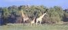 Giraffe (Giraffa camelopardalis) family at Serengeti