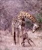 Giraffe (Giraffa camelopardalis) mother and newborn baby giraffes in South Africa