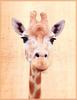 Giraffe (Giraffa camelopardalis) head