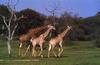 Giraffes (Giraffa camelopardalis) walking