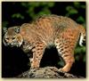 Bobcat (Lynx rufus)  rumps on rock
