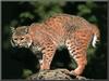 Bobcat (Lynx rufus)  rumps on rock - large version