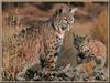 Bobcat (Lynx rufus)  mother and kitten - large version