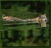 Bobcat (Lynx rufus)  swimming