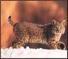 Bobcat (Lynx rufus)  on snow