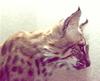 Bobcat (Lynx rufus)  head