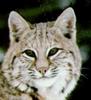 Bobcat (Lynx rufus)  face