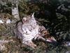 Bobcat (Lynx rufus)  relaxing