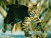 Bobcat (Lynx rufus)  running