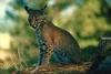 Bobcat (Lynx rufus)  juvenile