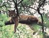 Bobcat (Lynx rufus)  relaxing on tree