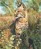 Bobcat (Lynx rufus)  stalking