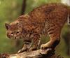 Bobcat (Lynx rufus)  from Florida