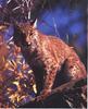 Bobcat (Lynx rufus)  on tree