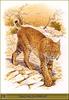 [Animal Art] Bobcat (Lynx rufus)