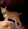 Bobcat (Lynx rufus)  on rock
