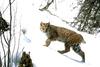 Bobcat (Lynx rufus)  on snow hill