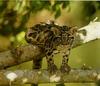 Clouded Leopard (Neofelis nebulosa) kit on branch